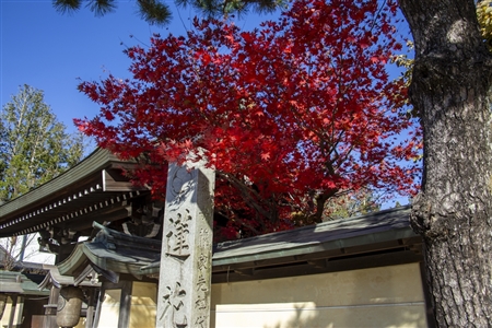 autumn leaves at Koyasan(86)