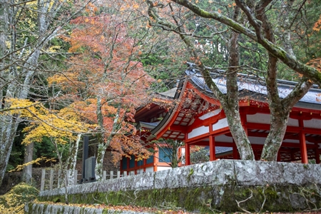 autumn leaves at Koyasan(9)