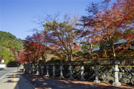 autumn leaves at Koyasan(90)