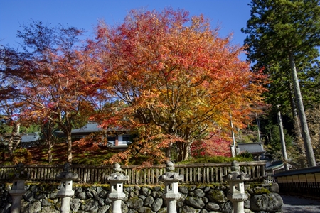 autumn leaves at Koyasan(91)