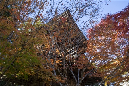 autumn leaves at Koyasan(94)