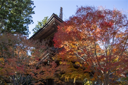 autumn leaves at Koyasan(95)