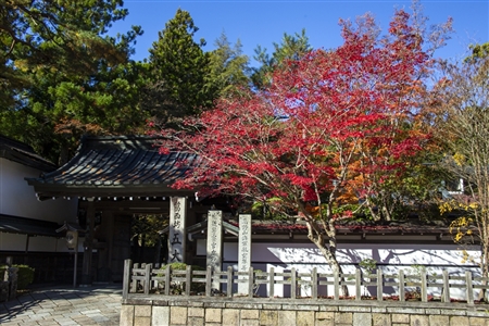autumn leaves at Koyasan(96)