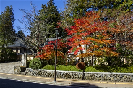 autumn leaves at Koyasan(97)