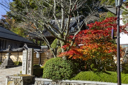 autumn leaves at Koyasan(98)