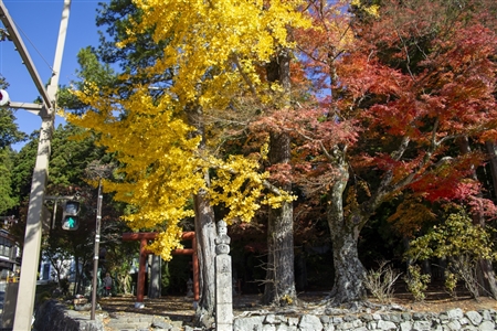 autumn leaves at Koyasan(99)