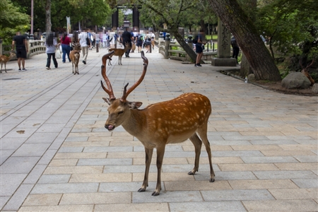 Nara Park(10)