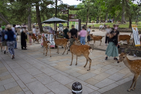 Nara Park(11)