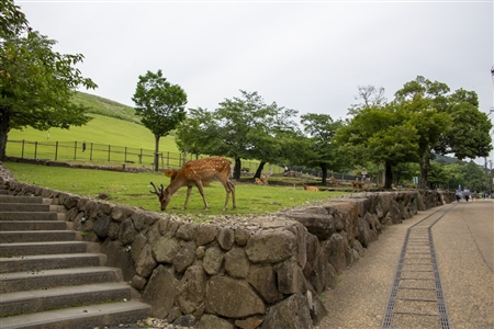 Nara Park(15)
