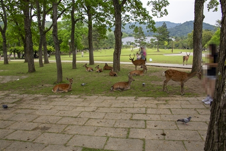 Nara Park(2)