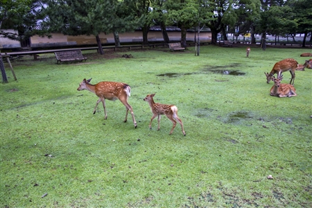Nara Park(20)