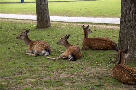 Nara Park(3)