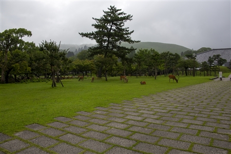 Nara Park(30)