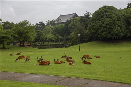 Nara Park(38)