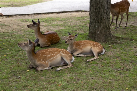 Nara Park(4)