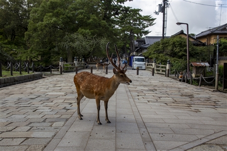 Nara Park(43)