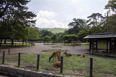 Nara Park(45)