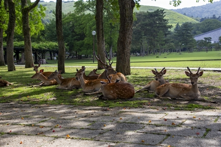 Nara Park(48)