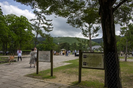 Nara Park(51)