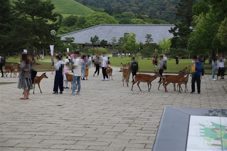 Nara Park(54)