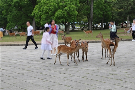 Nara Park(55)