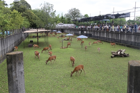 Nara Park(58)