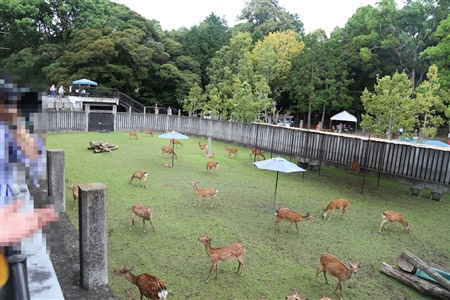 Nara Park(65)