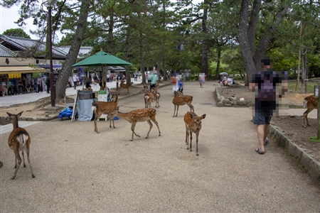 Nara Park(8)