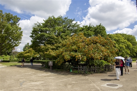 二の丸庭園(名古屋城)(1)