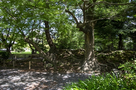 二の丸庭園(名古屋城)(15)