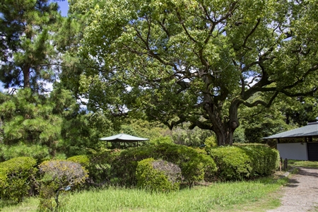 二の丸庭園(名古屋城)(24)