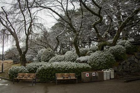 名古屋城の雪景色(2)