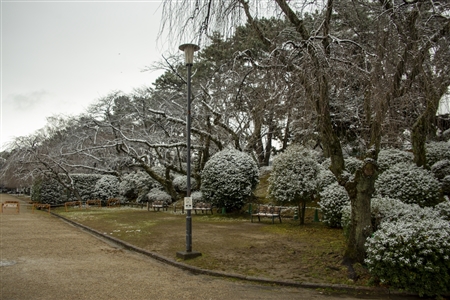 名古屋城の雪景色(3)