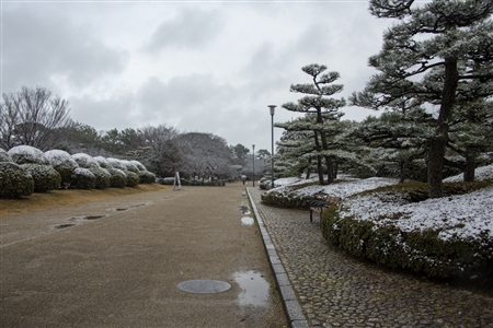 名古屋城の雪景色(44)