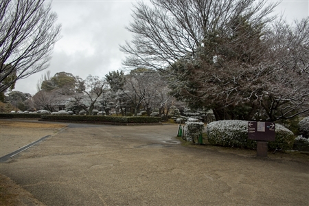 名古屋城の雪景色(47)