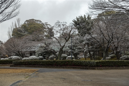 名古屋城の雪景色(48)