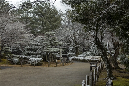 名古屋城の雪景色(49)