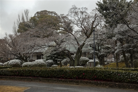 名古屋城の雪景色(50)