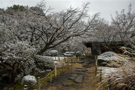 名古屋城の雪景色(53)