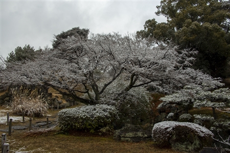 名古屋城の雪景色(58)