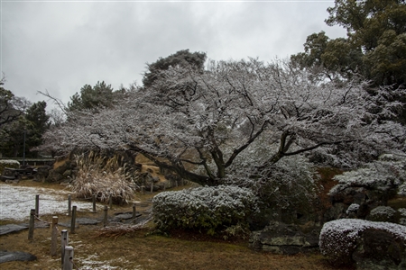 名古屋城の雪景色(59)