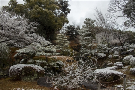名古屋城の雪景色(60)