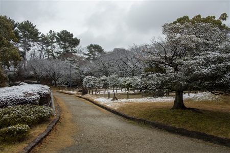 名古屋城の雪景色(75)
