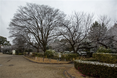 名古屋城の雪景色(76)