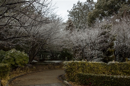 名古屋城の雪景色(78)