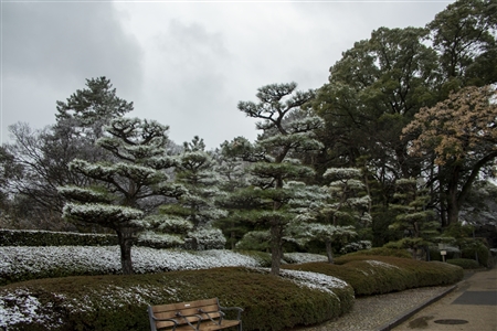 名古屋城の雪景色(83)