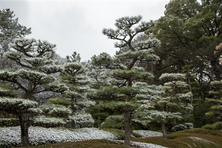 名古屋城の雪景色(84)