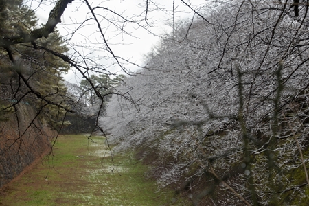 名古屋城の雪景色(89)