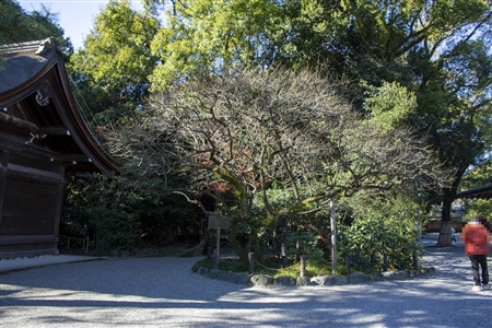 Atsuta Shrine(109)