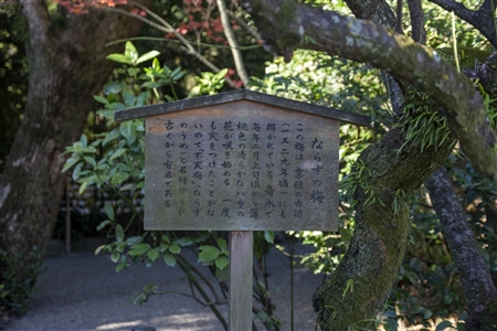 Atsuta Shrine(110)